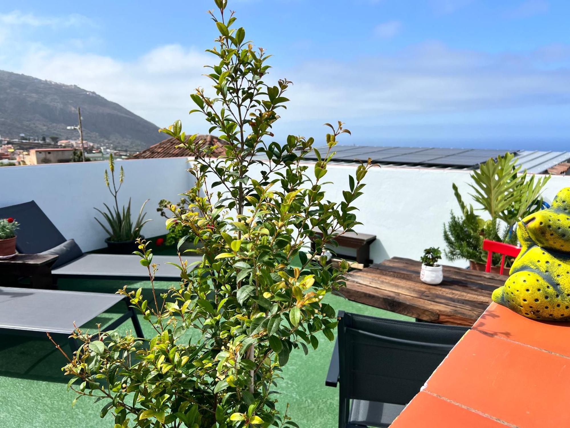 The Zarzamora Canary Little Home Los Realejos Exterior photo